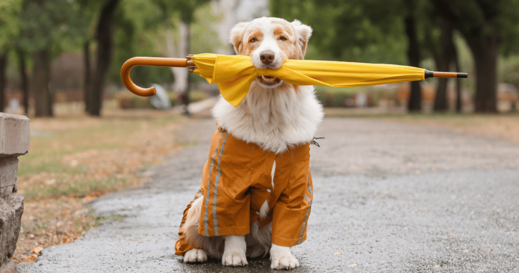 自転車用レインコートの選び方のポイント