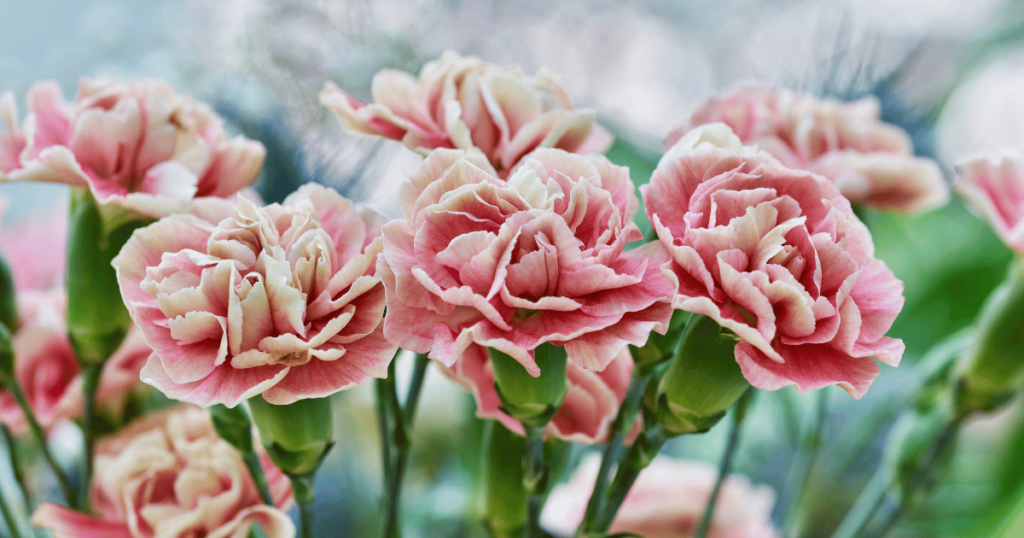 カーネーションは「赤」か「ピンク」を選べば安心